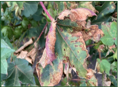 Anthracnose