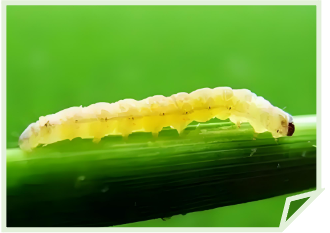Insect Pests