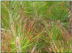 Wilt disease Pine