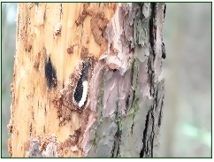 Nematode disease Pinewood