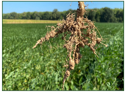 Southern root knot nematode Tobacco