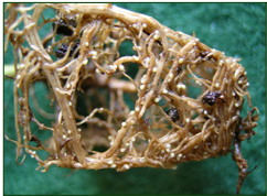 Cyst nematode disease Soybean