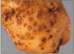 Root knot nematode Potato