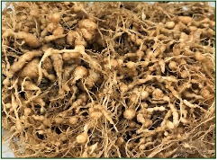 Root knot nematode Tomato