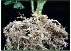 Cyst Nematode Tomato