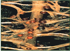 Cyst Nematode Potato