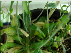 Root Knot Nematode Arabidopsis thaliana
