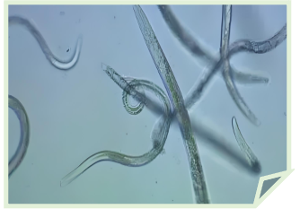 Nematodes