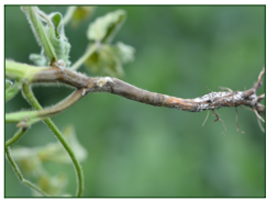 Soybean Phytophthora root rot
