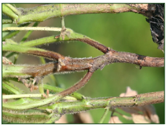Soybean root and stem rot