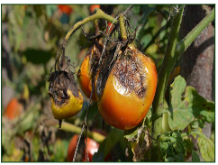 Late blight Tomato