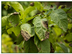 Late blight Potato