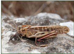 Spodoptera exigua