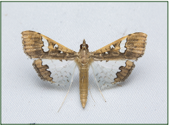 Spodoptera frugiperda