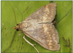 Franklinella occidentalis
