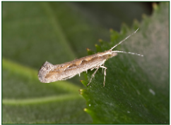 Herbivore insect attack