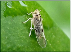 Leptinotarsa decemlineata