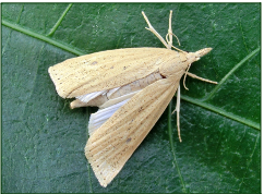 Chilo suppressalis Walker