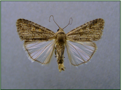 Plutella xylostella