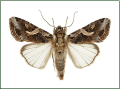 Podagrionomela weissii
