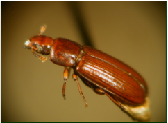 Podagrionomela weissii