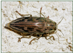 Cleta metallica
