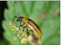 Diabrotica virgifera virgifera