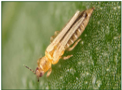 Locusta migratoria