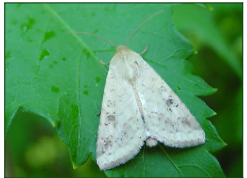 Maruca vitrata