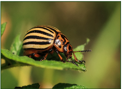 Ostrinia nubilalis