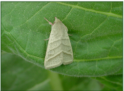 Podagrionomela weissii