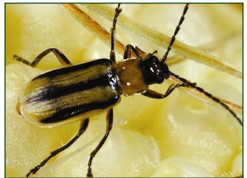 Podagrionomela weissii