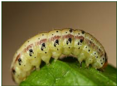 Podagrionomela weissii