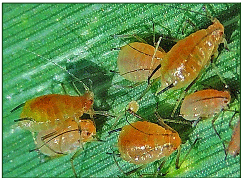 Podagrionomela weissii