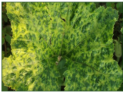 CMV