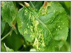 Apple Chlorotic